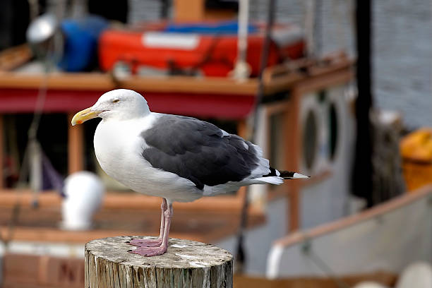 Seagull and boat stock photo