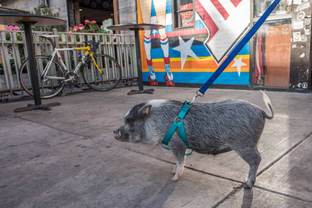 een dikke buik varken op straat centrum van las vegas - hangbuikzwijn stockfoto's en -beelden