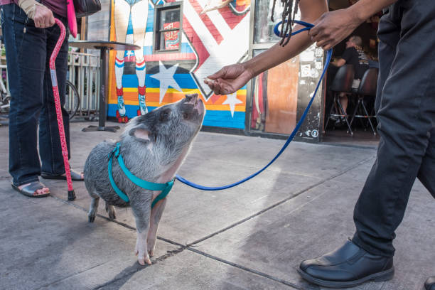 a potbelly pig on the street downtown las vegas - downtown las vegas fremont street experience nevada las vegas metropolitan area imagens e fotografias de stock