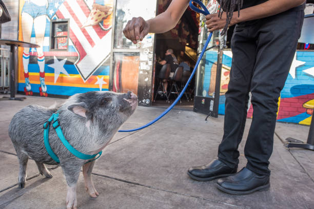 a potbelly pig on the street downtown las vegas - downtown las vegas fremont street experience nevada las vegas metropolitan area imagens e fotografias de stock