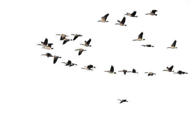 istock Large Flock of Canada Geese Flying on a White Background 899397816