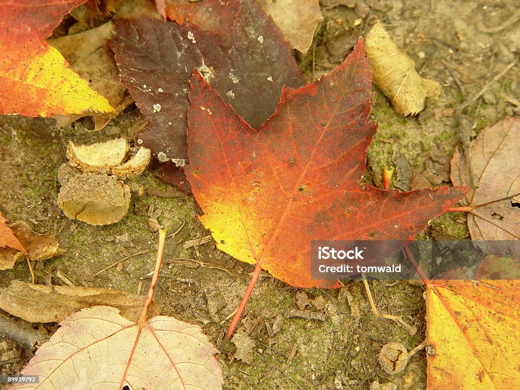 Brilliant Leaf On The October Ground  Autumn Stock Photo