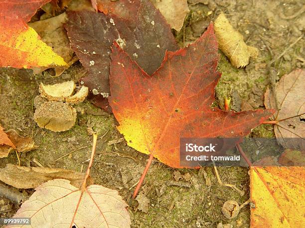 Brilliant Leaf On The October Ground Stock Photo - Download Image Now - Autumn, Branch - Plant Part, Plant Pod