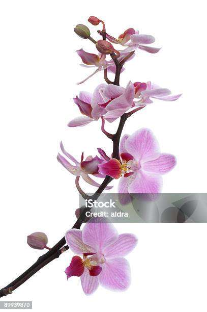 Orchid Foto de stock y más banco de imágenes de Blanco - Color - Blanco - Color, Boda, Botánica