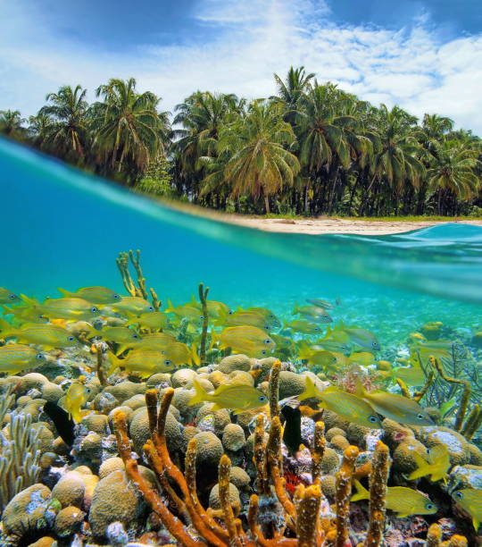 istock Over and underwater tropical sea shore 899399200