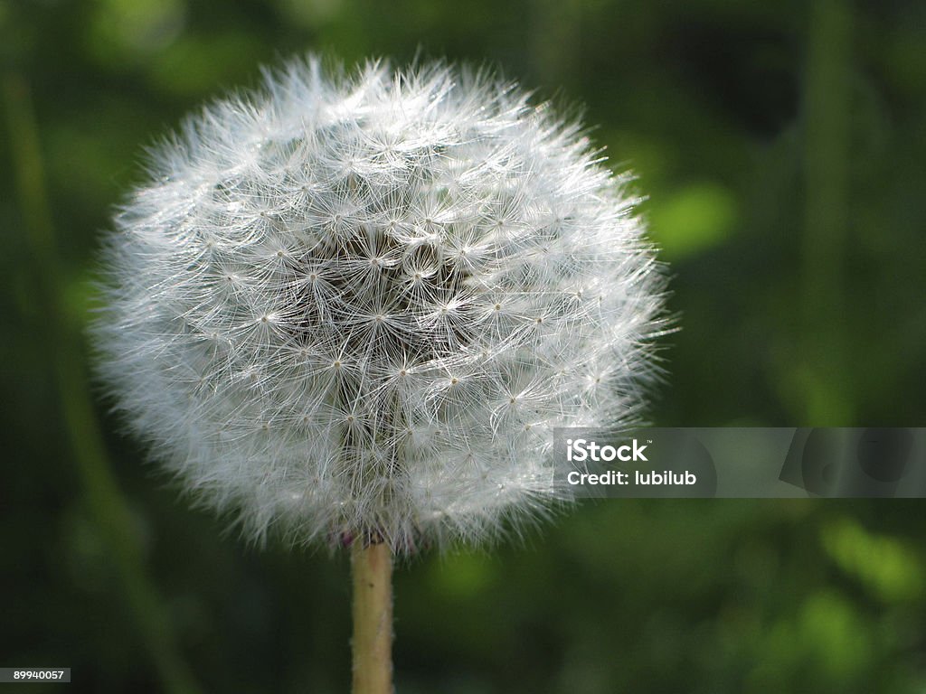 Dente-de-leão com uma bola de sementes - Foto de stock de Beleza natural - Natureza royalty-free