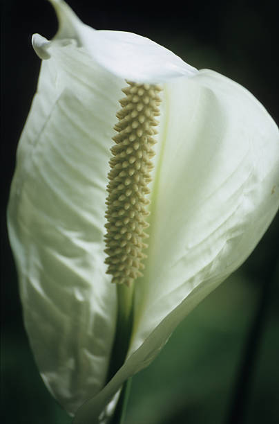istock Peace Lily - spathiphyllum 89940060