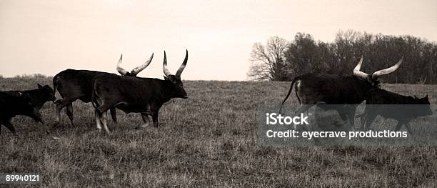 Slow Moving Herd Stock Photo - Download Image Now - Agricultural Field, Animal, Ankole Cattle