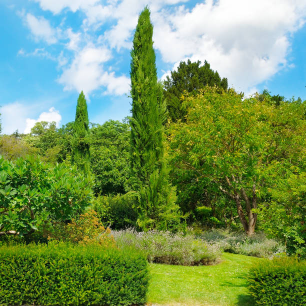 istock Park,hedge, green meadow and blue sky. A bright sunny day. 899401560