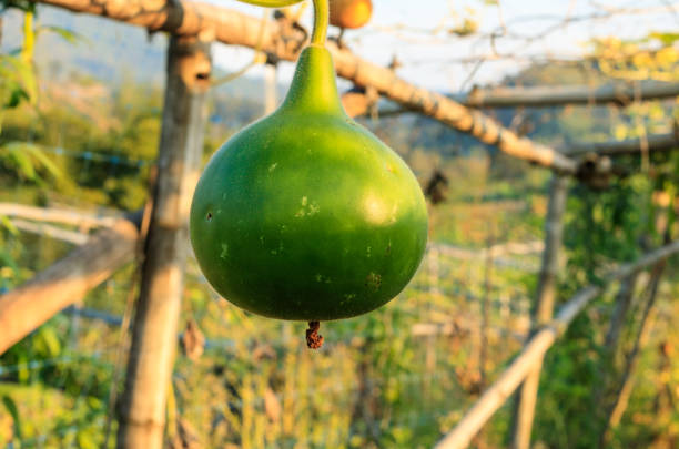 Calabash,Bottle Gourd fruit suspended in a plastic net with dried leavese.