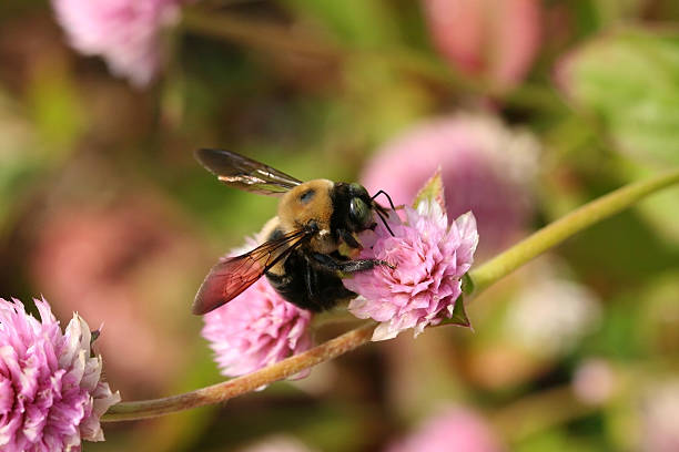 carpenter bee na kwiat - colony collapse disorder zdjęcia i obrazy z banku zdjęć