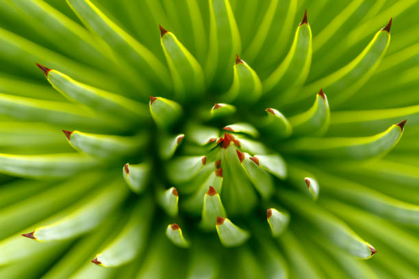 istock Close-up of a Agave striata, selective focus 899405796