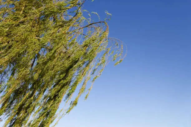 weeping willow on the banks of the river in the city of federation province of entre rios argentina