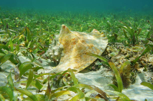 conchiglia regina - queen conch foto e immagini stock