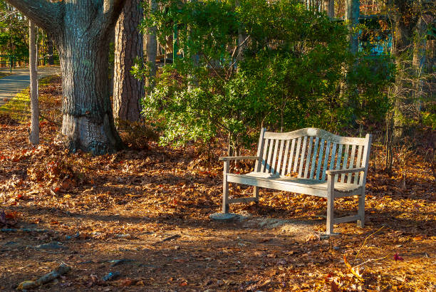 istock Bench in Stone Mountain Park, USA 899406510