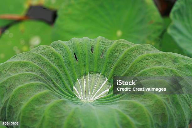 Gota De Água - Fotografias de stock e mais imagens de Animal - Animal, Ao Ar Livre, Cor verde