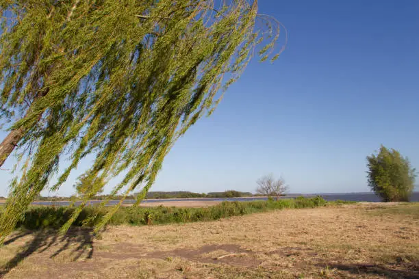 weeping willow on the banks of the river in the city of federation province of entre rios argentina