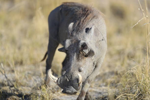 istock Boar in Etosha National Park 899409838