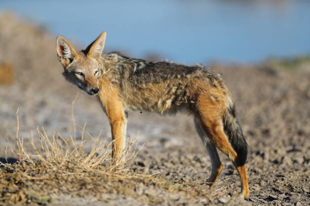 istock Jackal in Etosha National Park 899409852