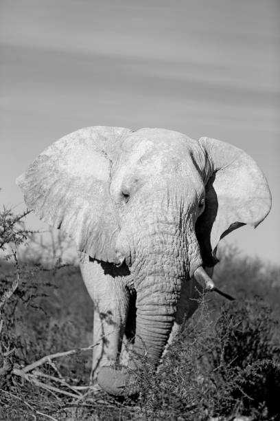 istock Elephant walks out into a clearing in Etosha National Park 899409982