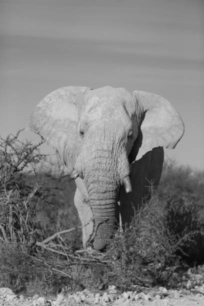 istock Elephant walks out into a clearing in Etosha National Park 899409988