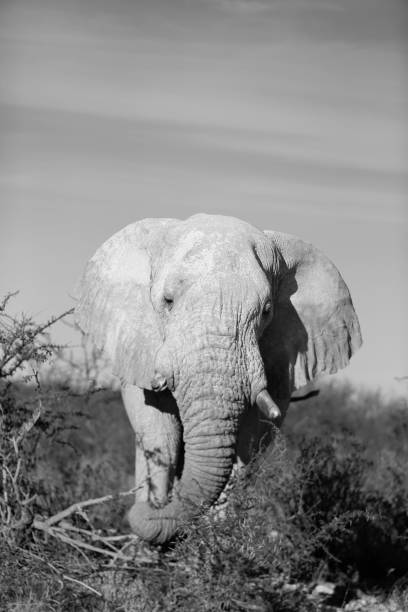 istock Elephant walks out into a clearing in Etosha National Park 899410000