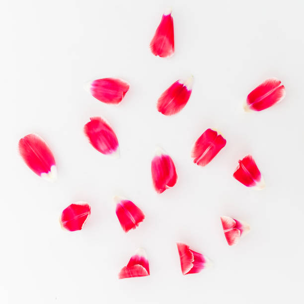 istock Red petals isolated on white background. Flat lay, Top view. 899411208