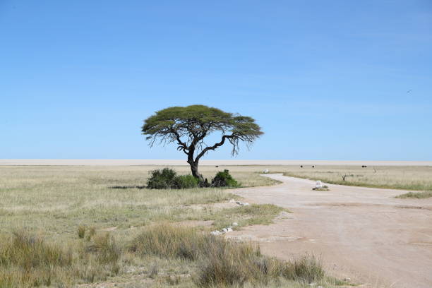 istock Acacia tree in Etosha National Park 899411364