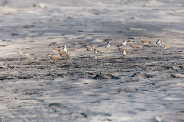 多くの大きい砂千鳥 charadrius leschenaultii - golden plover ストックフォトと画像