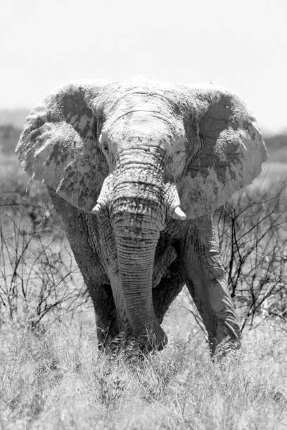 istock Elephant in Etosha National Park 899411710