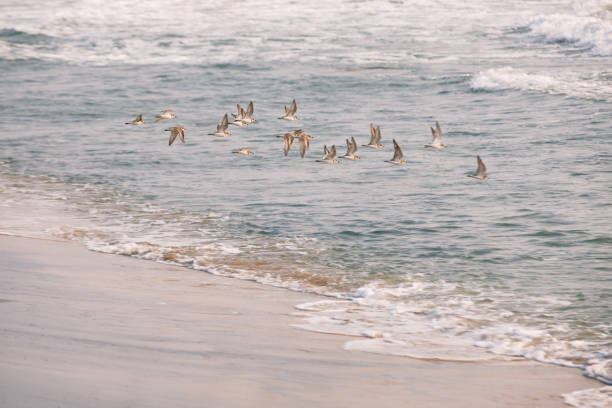 Many Greater Sand Plover (Charadrius leschenaultii) waliking on Indiam Black beach in Kerala