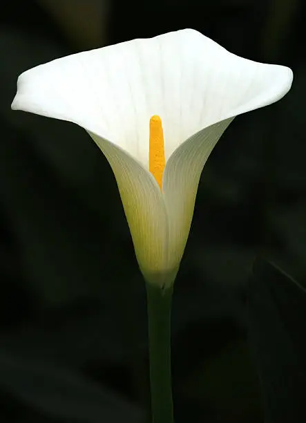 Photo of Flowers - Arum Lily