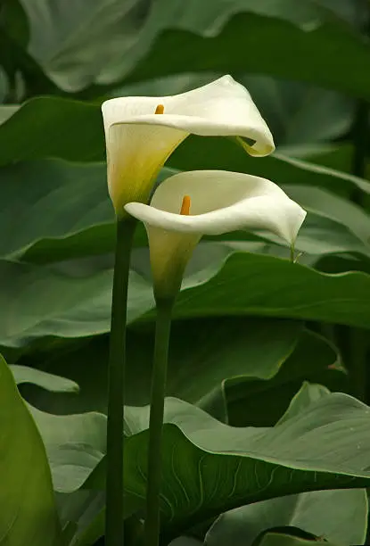 Photo of Two Arum Lilies