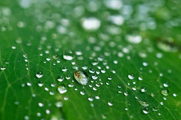 Photo of water drops 002