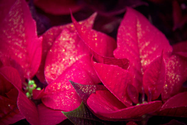 istock glitter poinsettia plant leaf 899414870