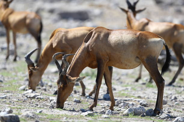 istock Red hartebeest in Etosha National Park 899416136