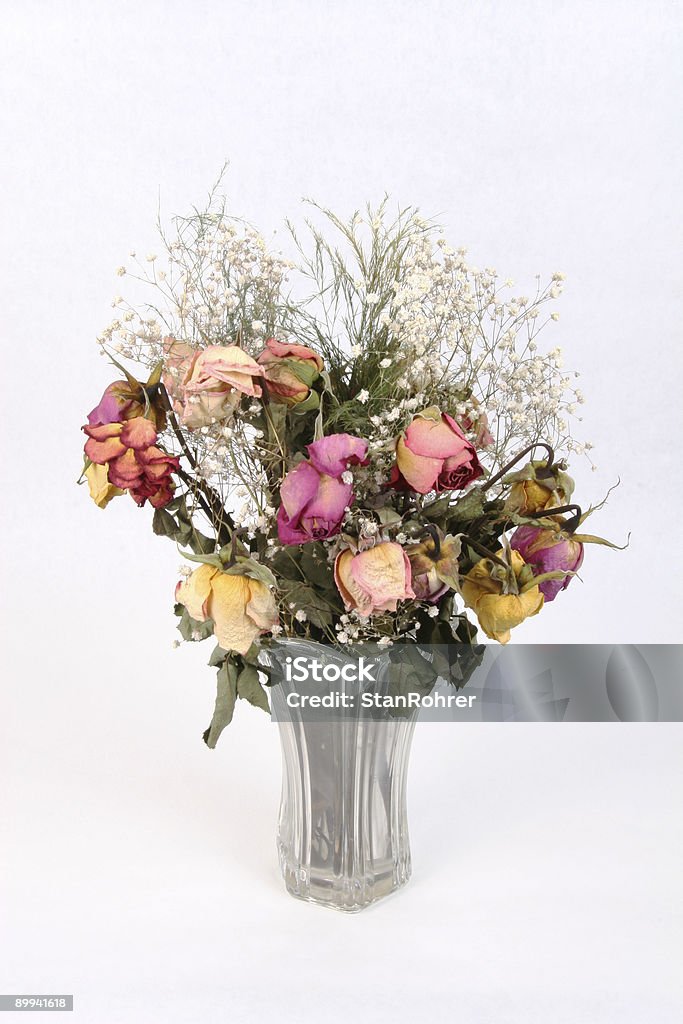 Séchée sur Romance - Photo de Fleur - Flore libre de droits