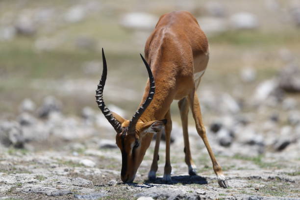 istock Impala in Etosha National Park 899416180