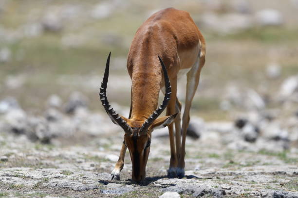 istock Impala in Etosha National Park 899416198