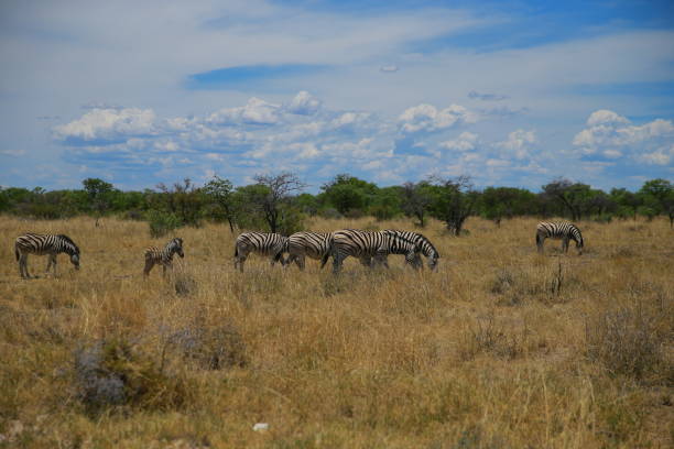 istock Zebras in plains in Etosha National Park 899416248