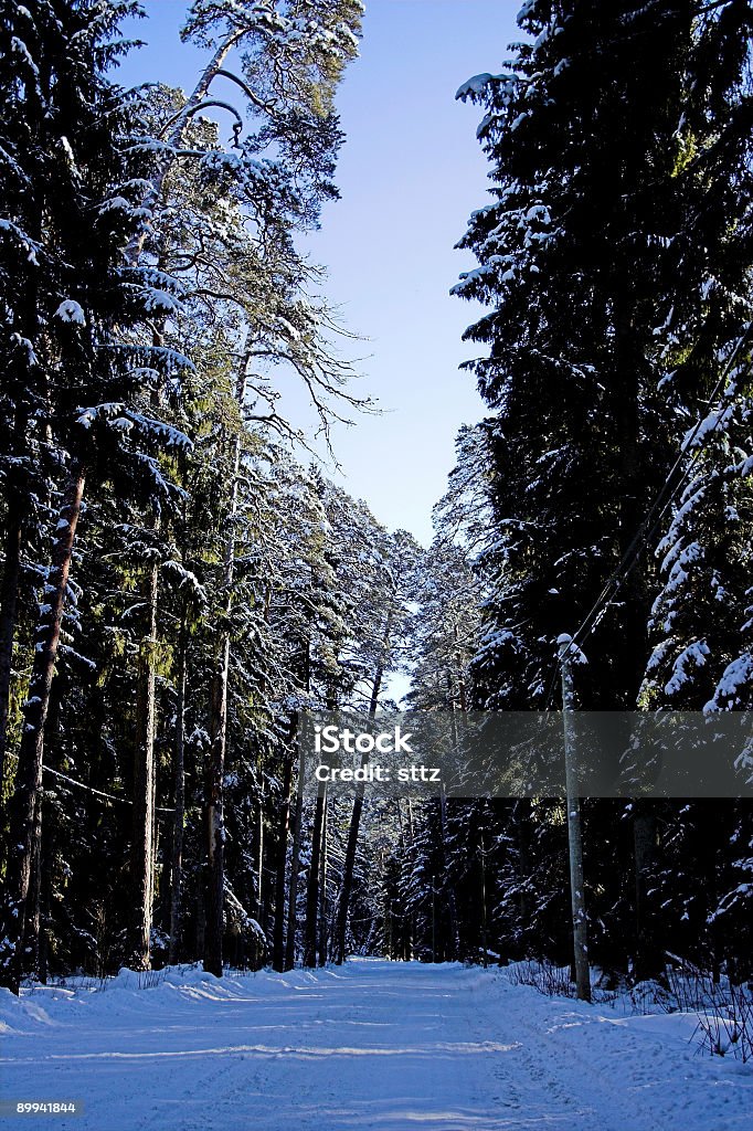 Strada invernale - Foto stock royalty-free di Albero