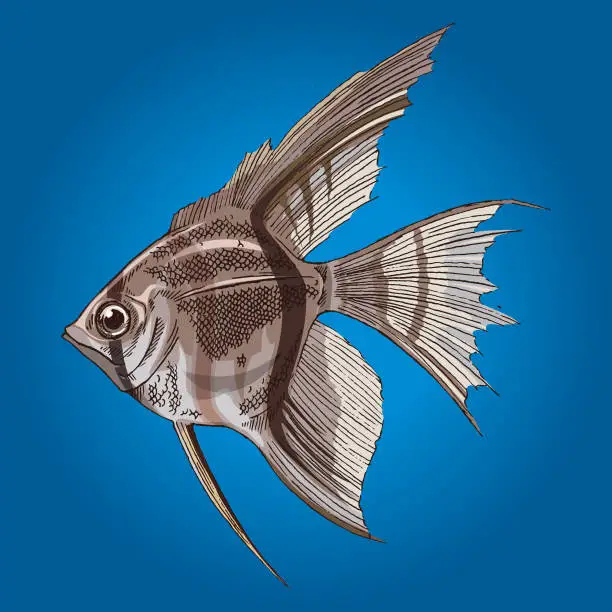 Vector illustration of hand drawn Angel fish