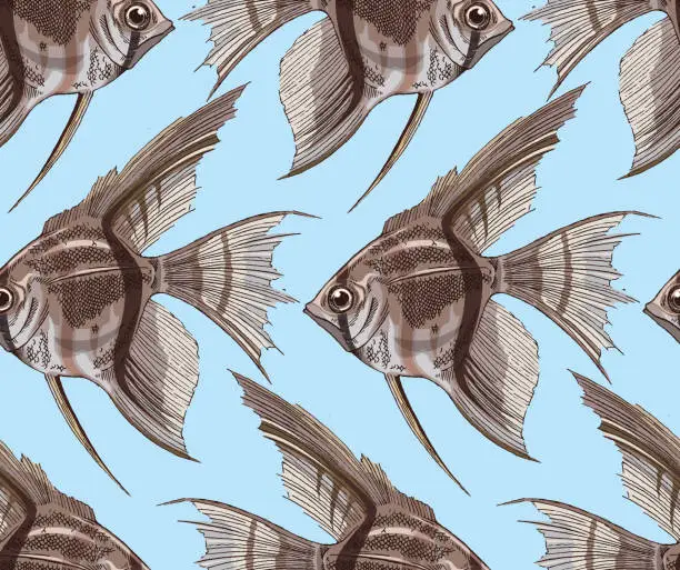 Vector illustration of Angel fish