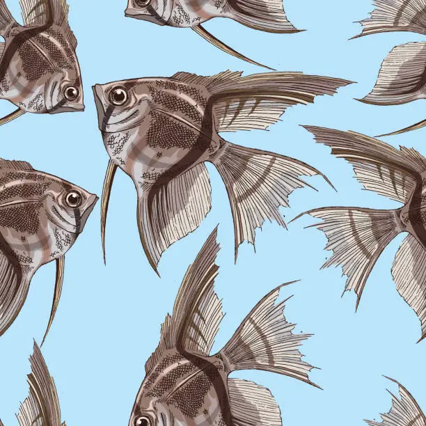 Vector illustration of Angel fish