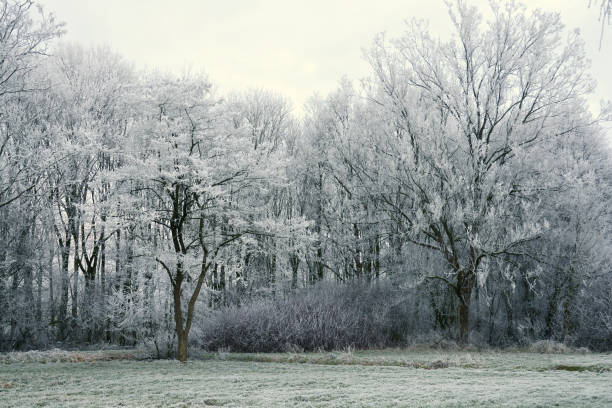 istock Winter landscape with snow and frost 899418556