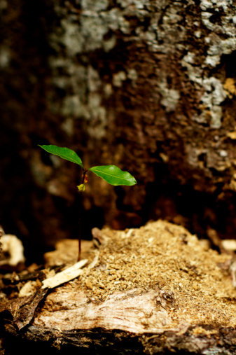 A young shoot of a tree. Shallow depth of field.