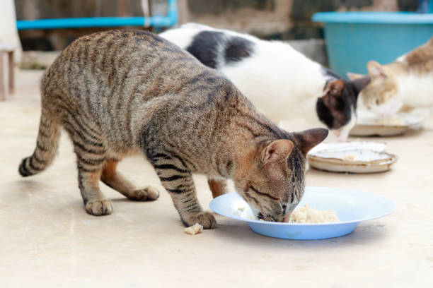 istock Thai cat eating food in plastic bowl on cement floor. 899419786