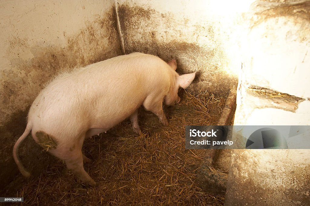 La peste porcina en estireno - Foto de stock de Animal libre de derechos