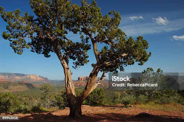 Sedona Stockfoto und mehr Bilder von Arizona - Arizona, Bach, Baum