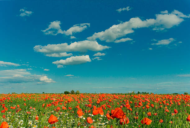 кизил мак поле с волшебным облачный пейзаж (xxl - horizon sky blue poppy стоковые фото и изображения